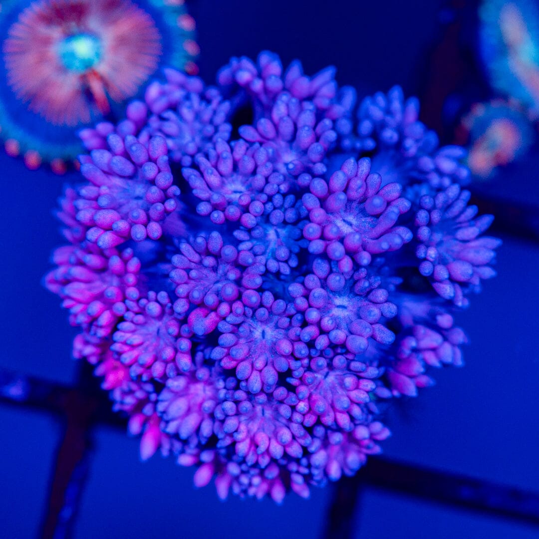 Goniopora 3B - WYSIWYG LPS Coral Reef Lounge USA 