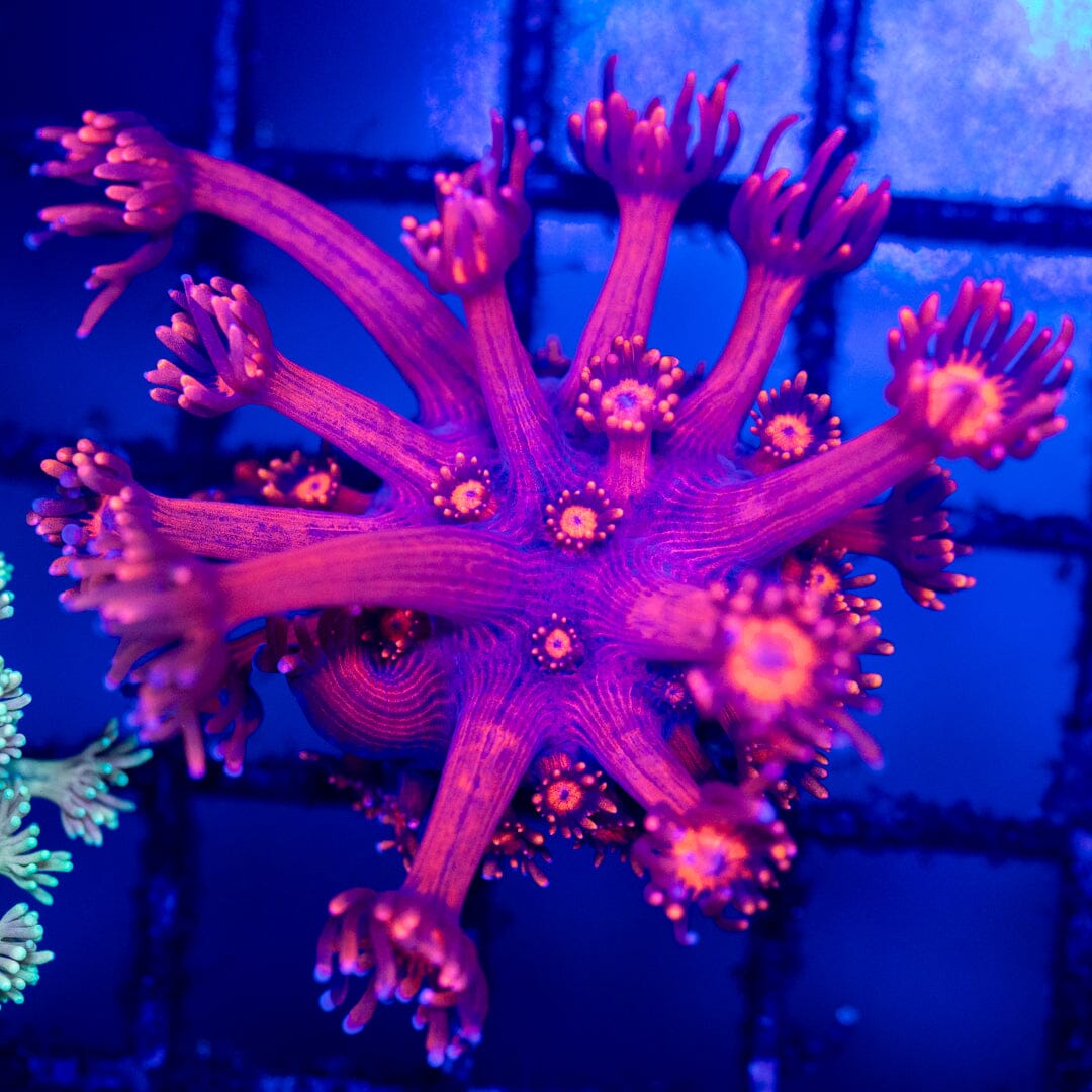 Goniopora 4A - WYSIWYG Reef Lounge Coral 