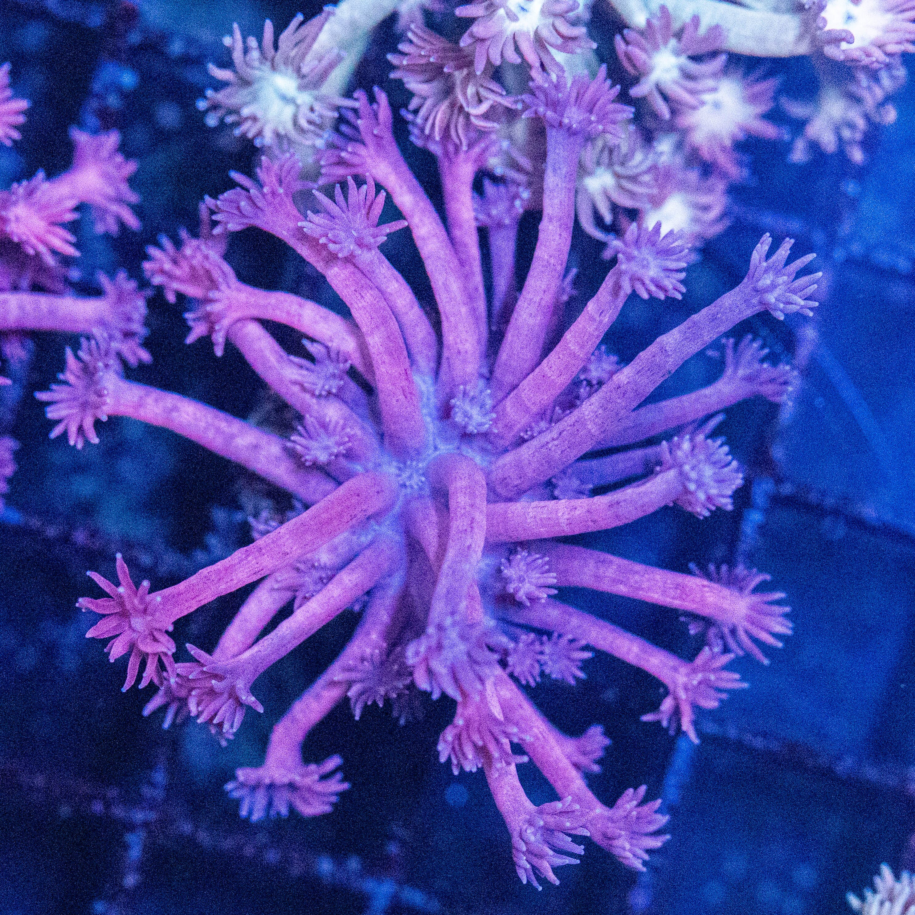 Goniopora 4A - WYSIWYG Reef Lounge Norco 