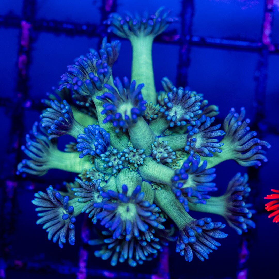 Goniopora 5A - WYSIWYG Reef Lounge Coral 