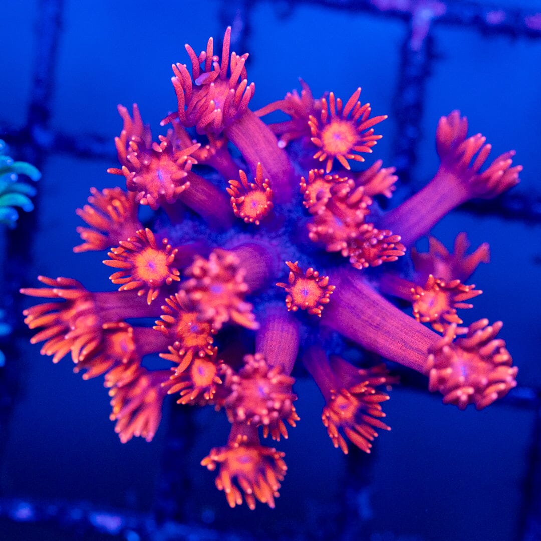 Goniopora 6A - WYSIWYG Reef Lounge Coral 