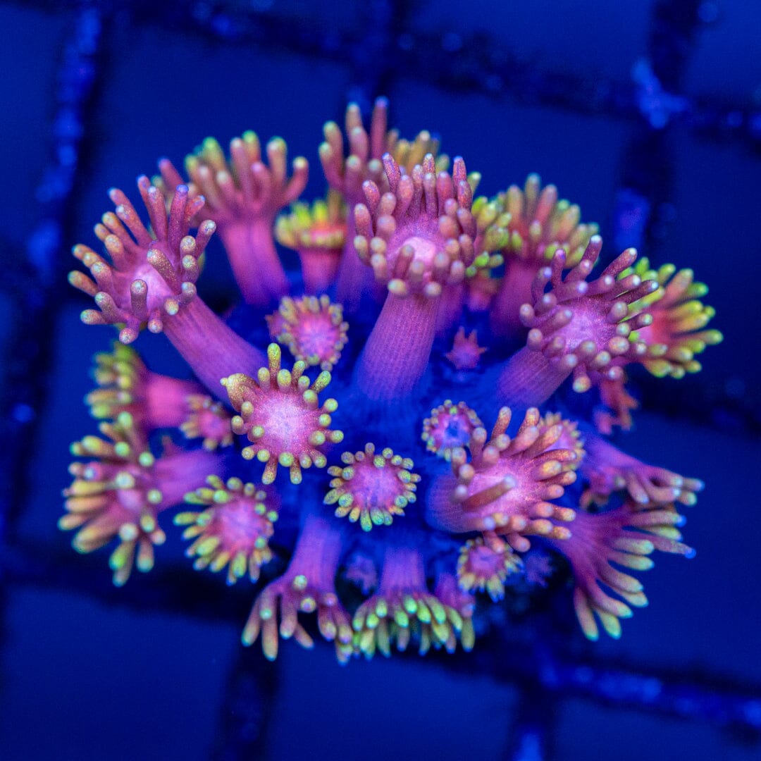 Goniopora 8A - WYSIWYG Reef Lounge Coral 
