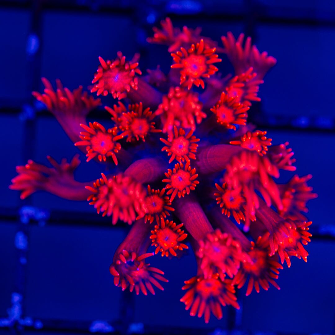 Goniopora 8B - WYSIWYG LPS Coral Reef Lounge USA 