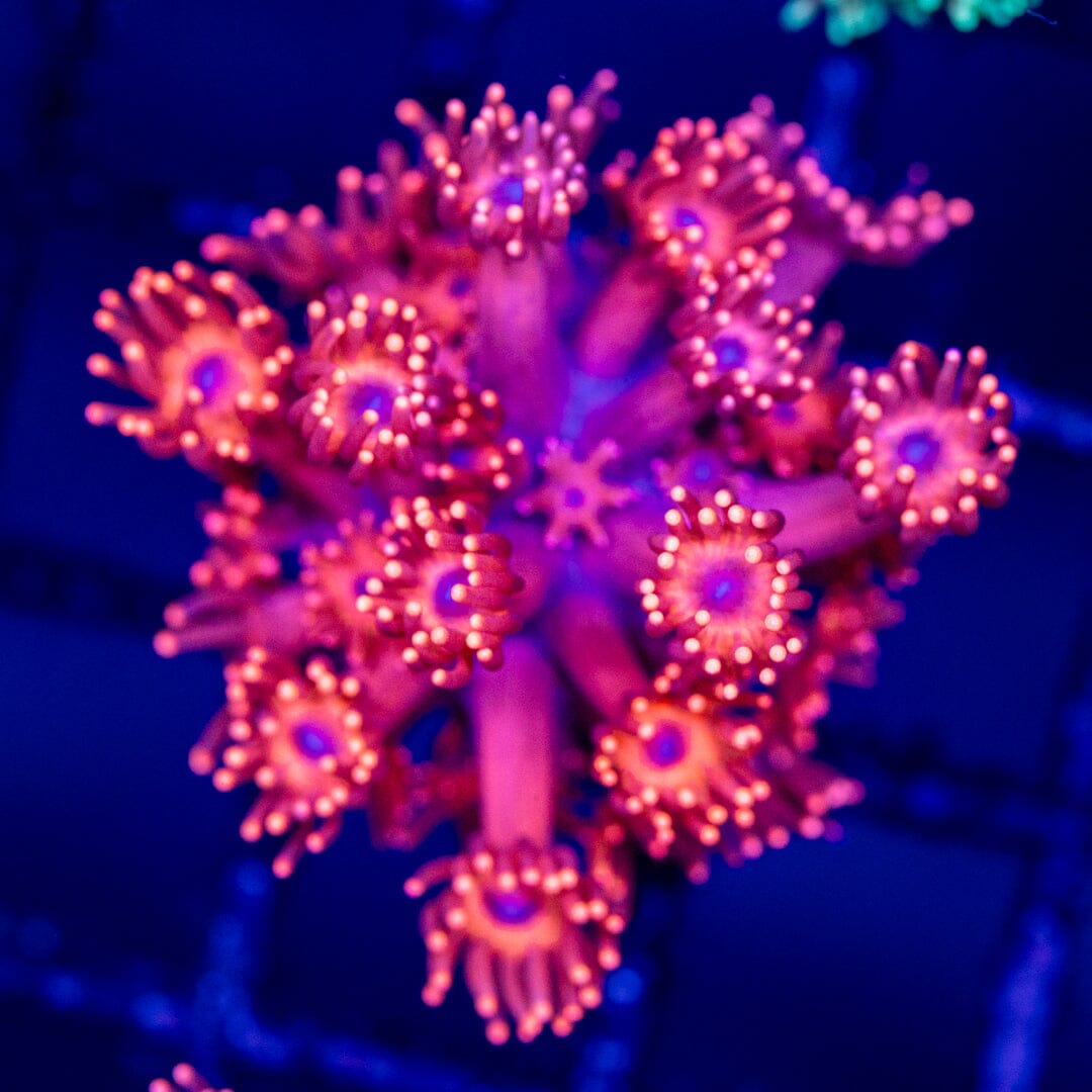 Goniopora 9A - WYSIWYG Reef Lounge Coral 