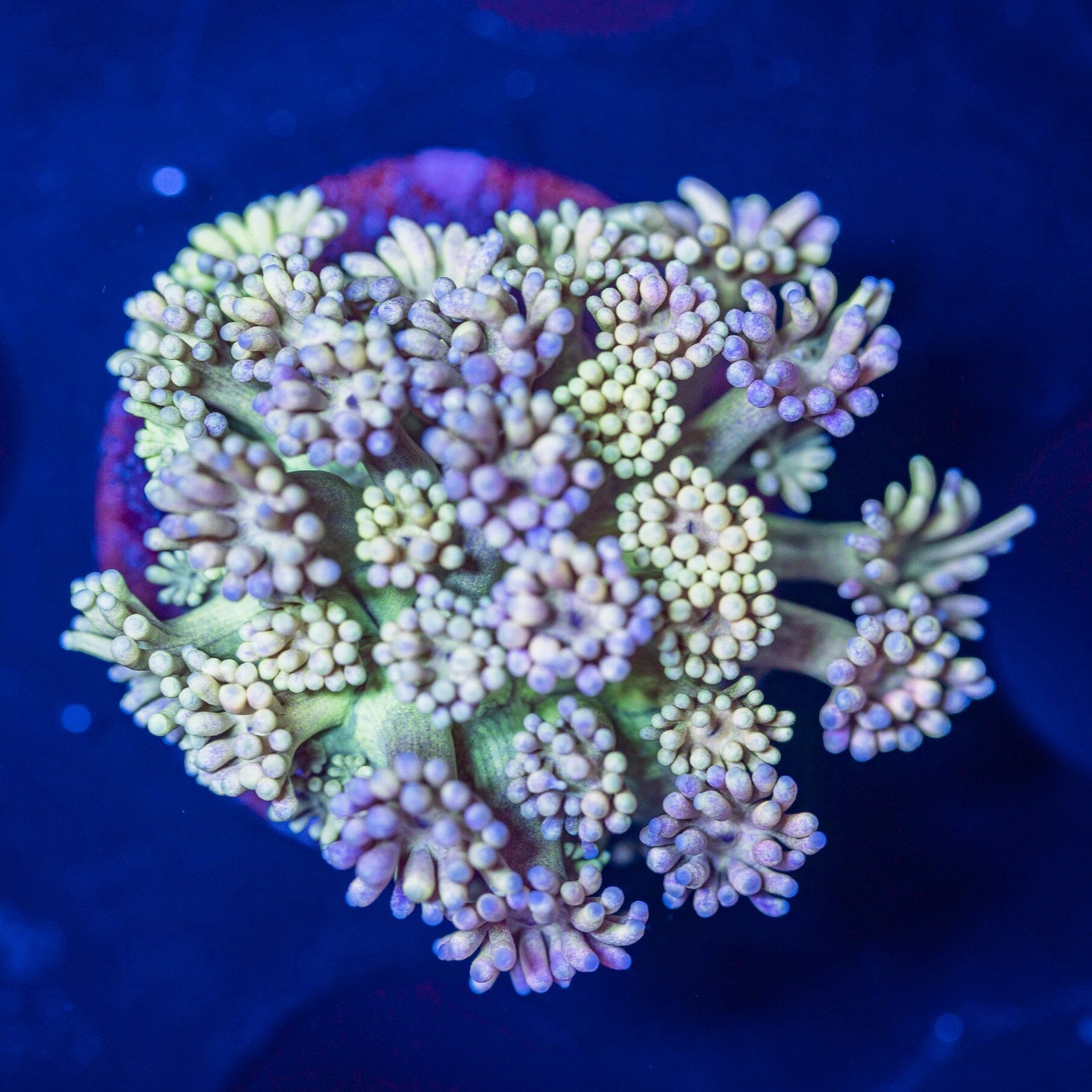 Goniopora Frag 10A - WYSIWYG Reef Lounge Norco 