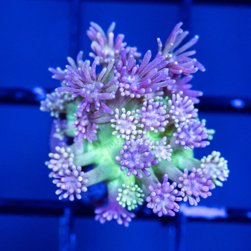 Goniopora Frag 10B - WYSIWYG Reef Lounge Coral 