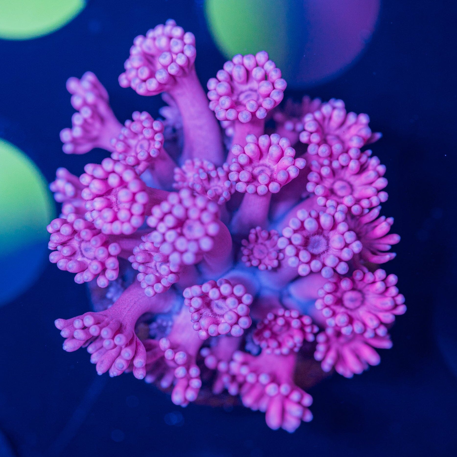 Goniopora Frag 11A - WYSIWYG Reef Lounge Norco 
