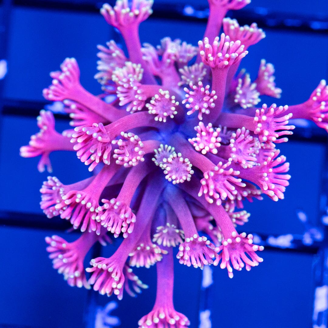Goniopora Frag 11B - WYSIWYG Reef Lounge Coral 