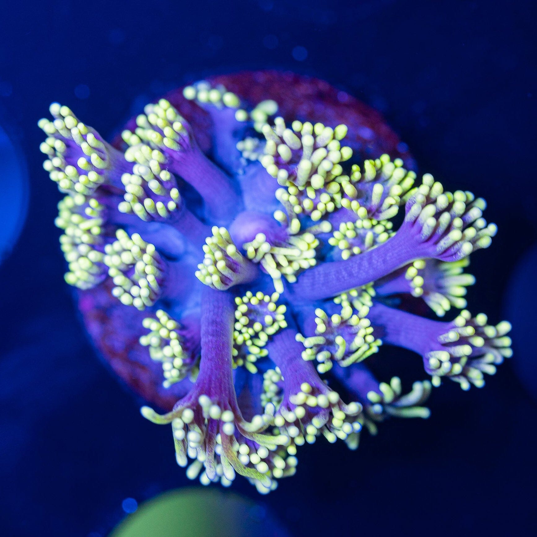 Goniopora Frag 12A - WYSIWYG Reef Lounge Norco 