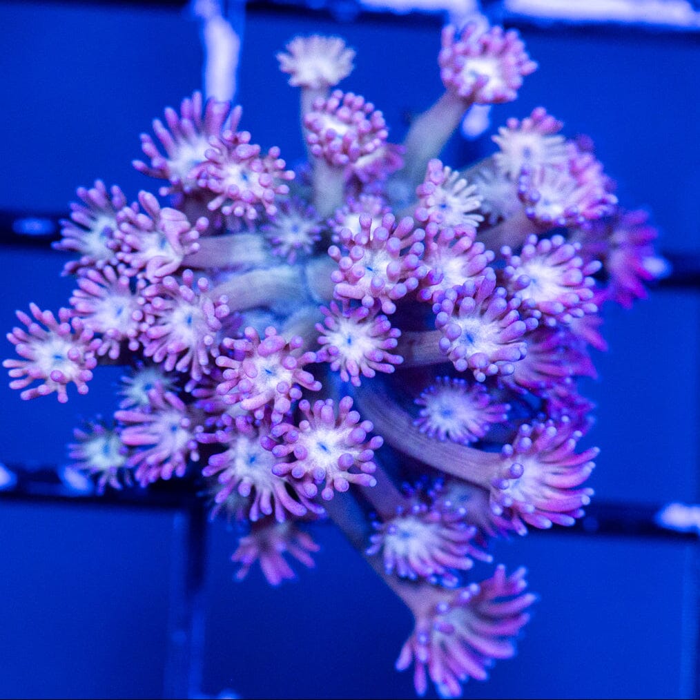 Goniopora Frag 12B - WYSIWYG Reef Lounge Coral 