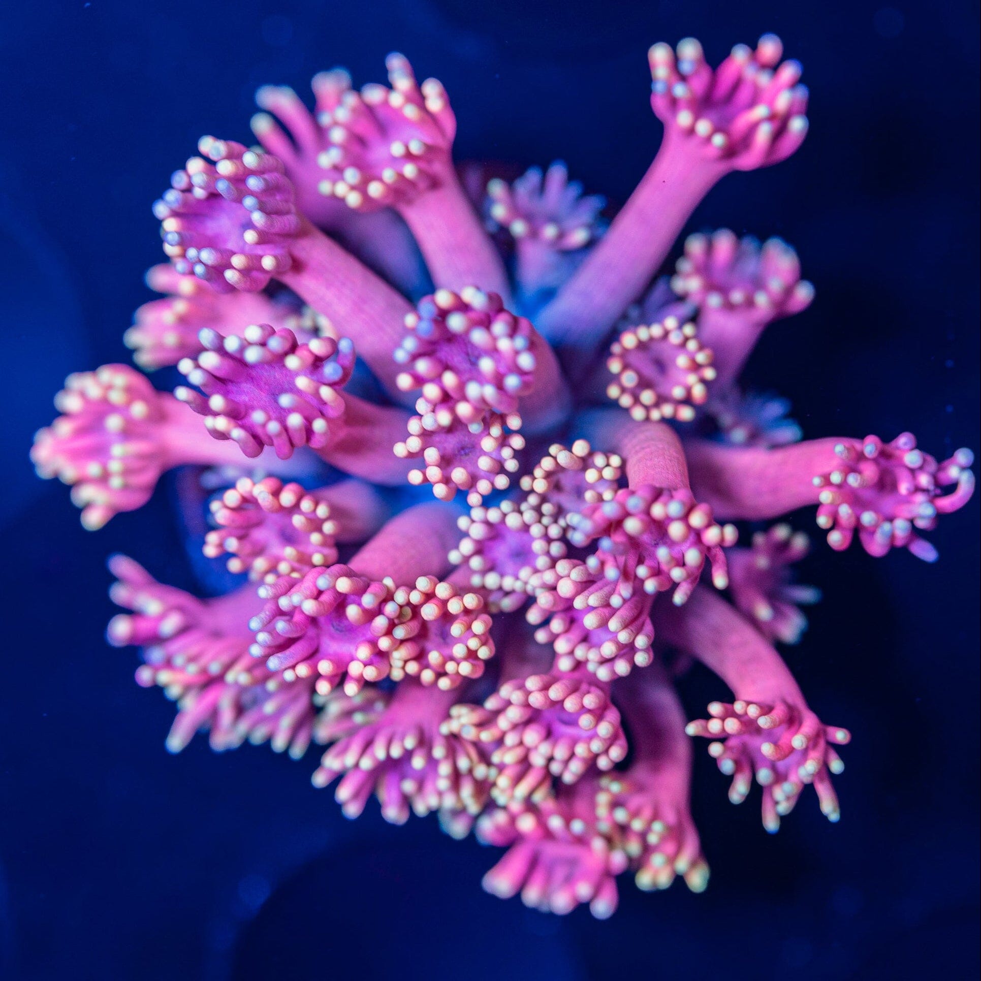 Goniopora Frag 13A - WYSIWYG Reef Lounge Norco 