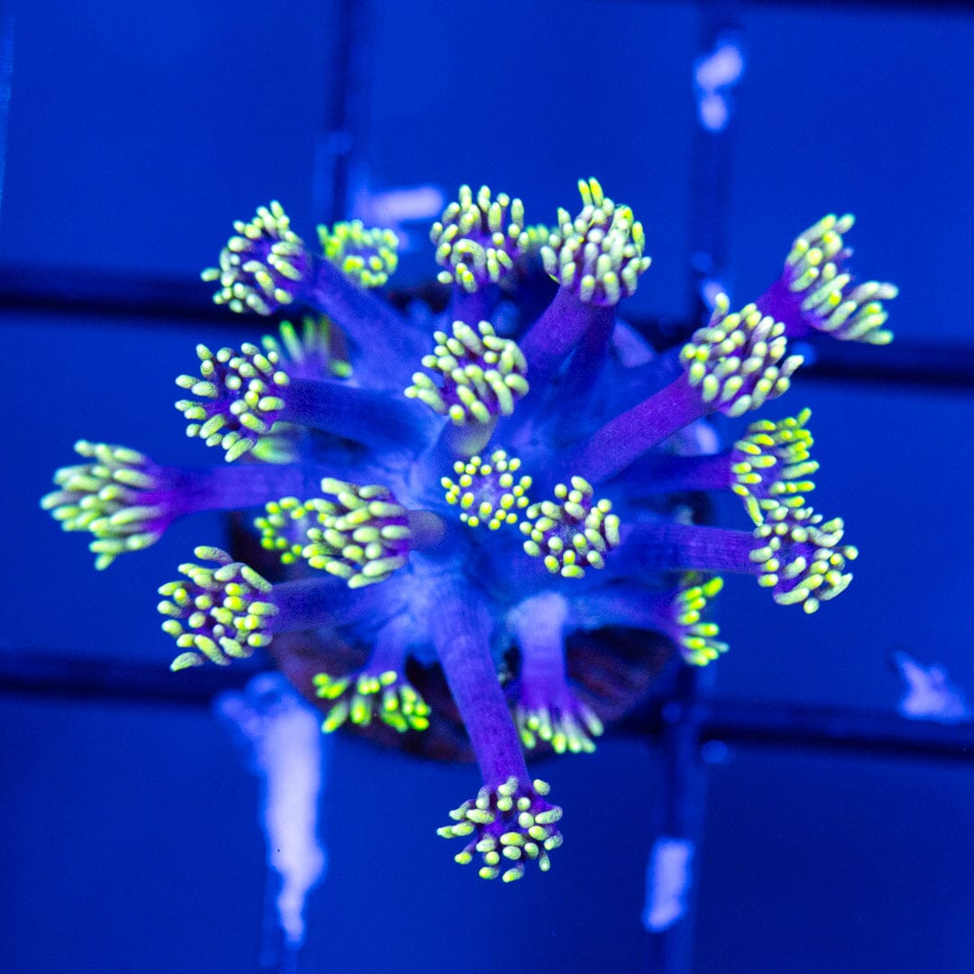 Goniopora Frag 13B - WYSIWYG Reef Lounge Coral 