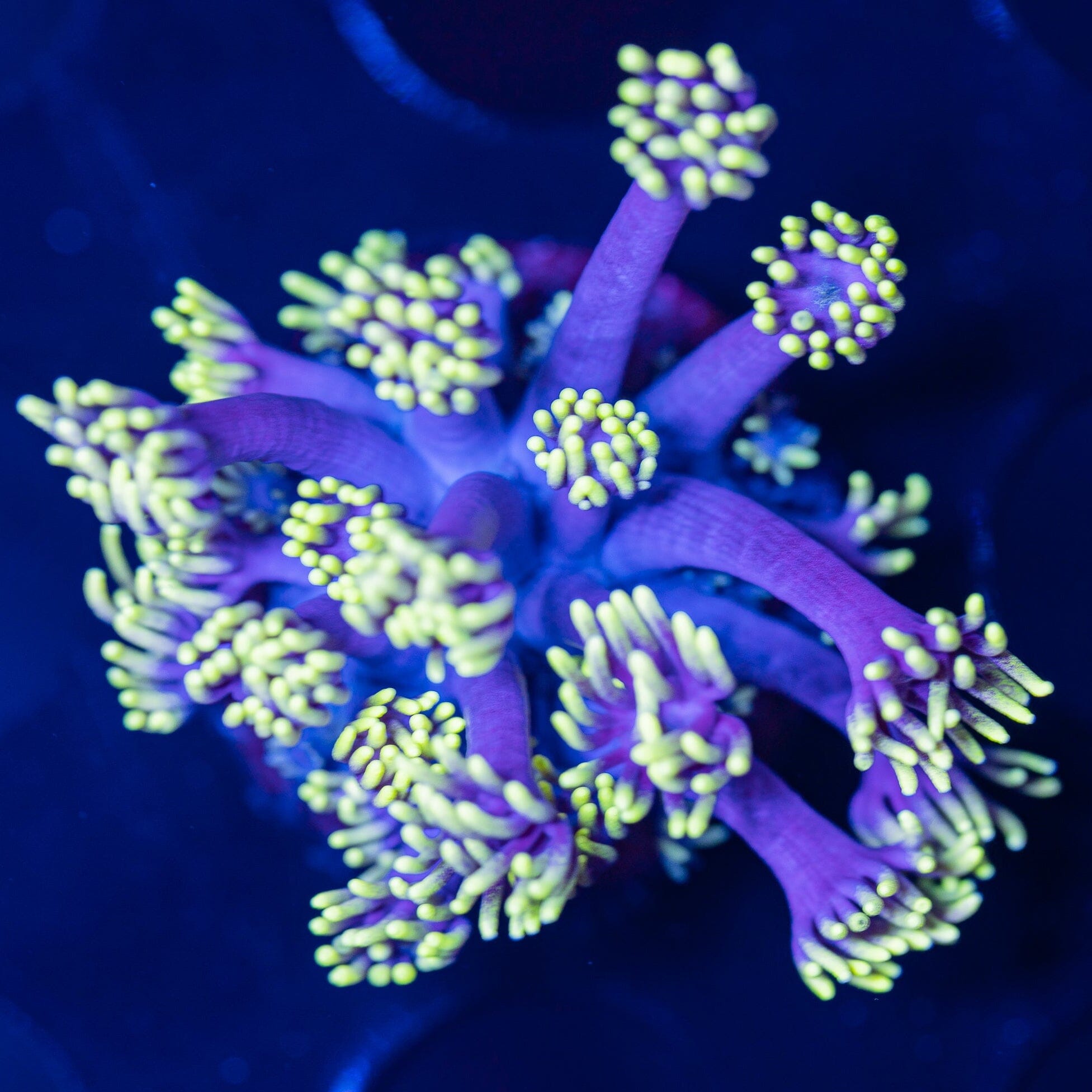 Goniopora Frag 14A - WYSIWYG Reef Lounge Norco 