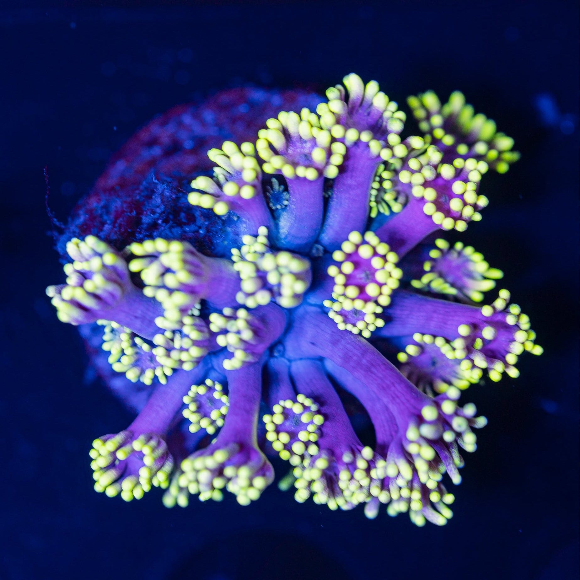 Goniopora Frag 19A - WYSIWYG Reef Lounge Norco 
