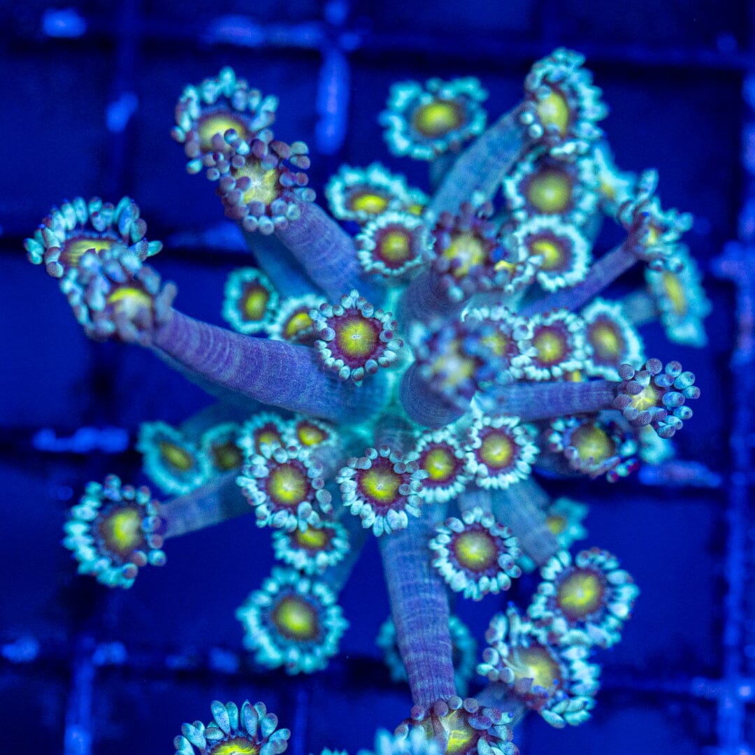 Goniopora Frag 1A - WYSIWYG Reef Lounge Coral 