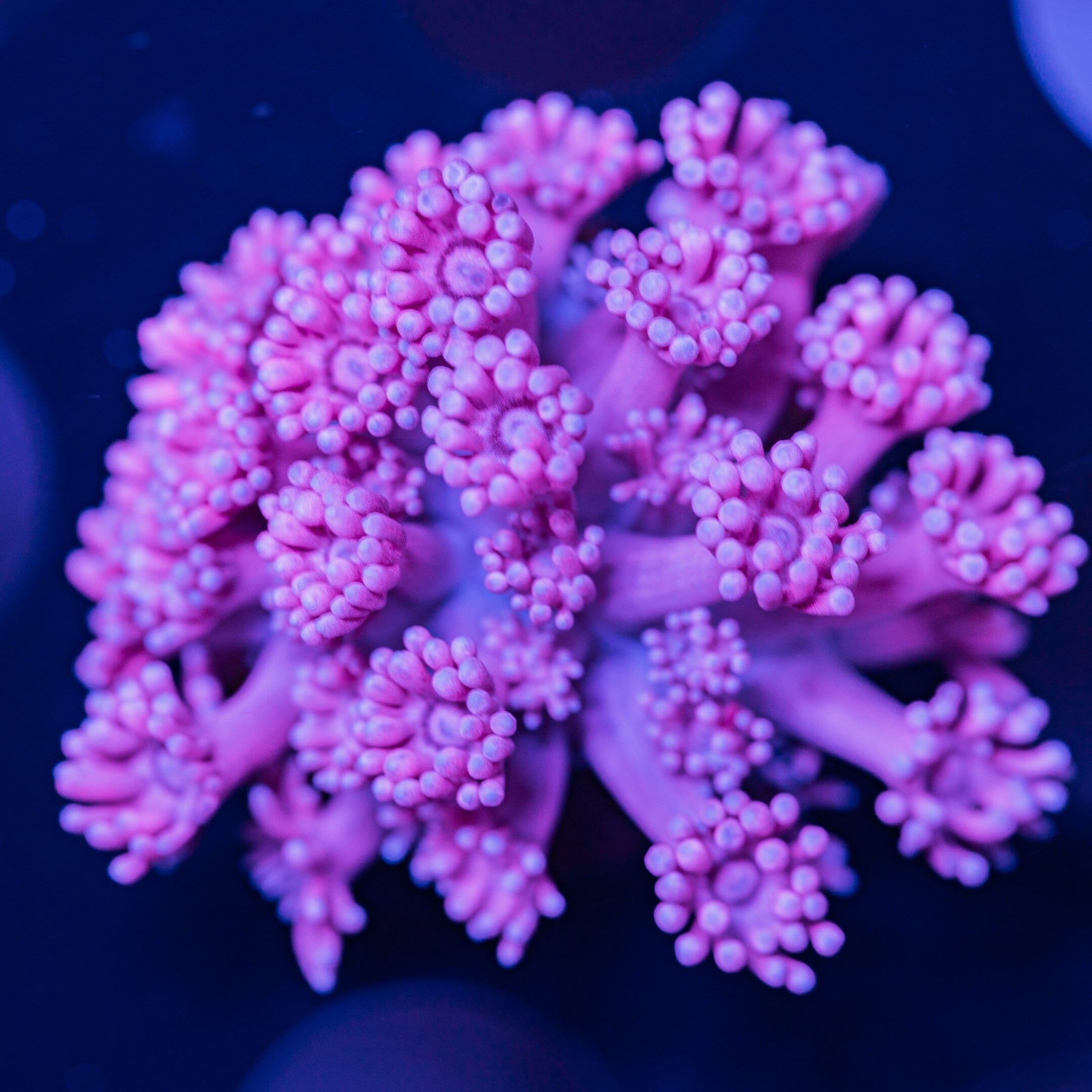 Goniopora Frag 1A - WYSIWYG Reef Lounge Norco 