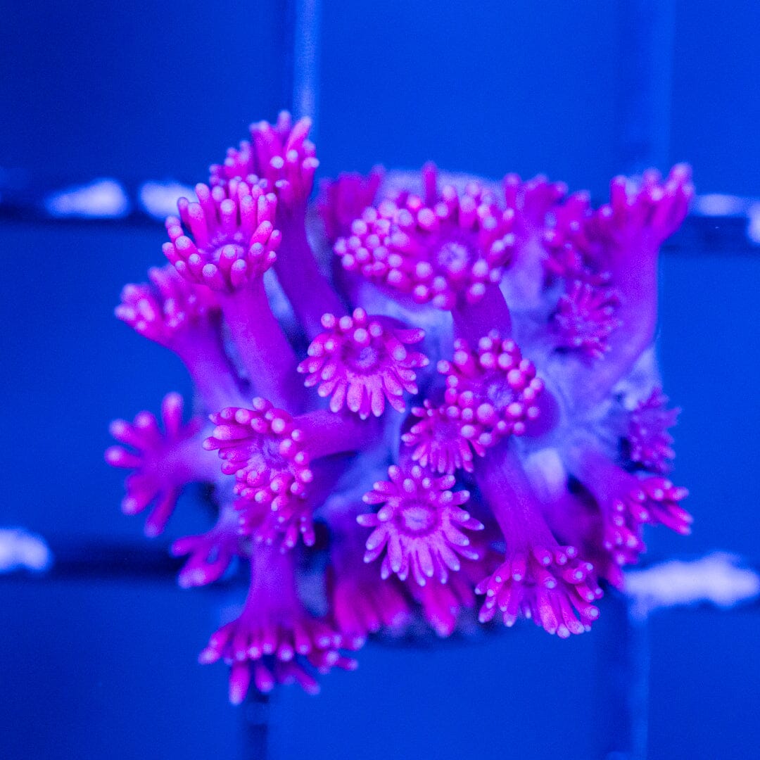 Goniopora Frag 1B - WYSIWYG Reef Lounge Coral 