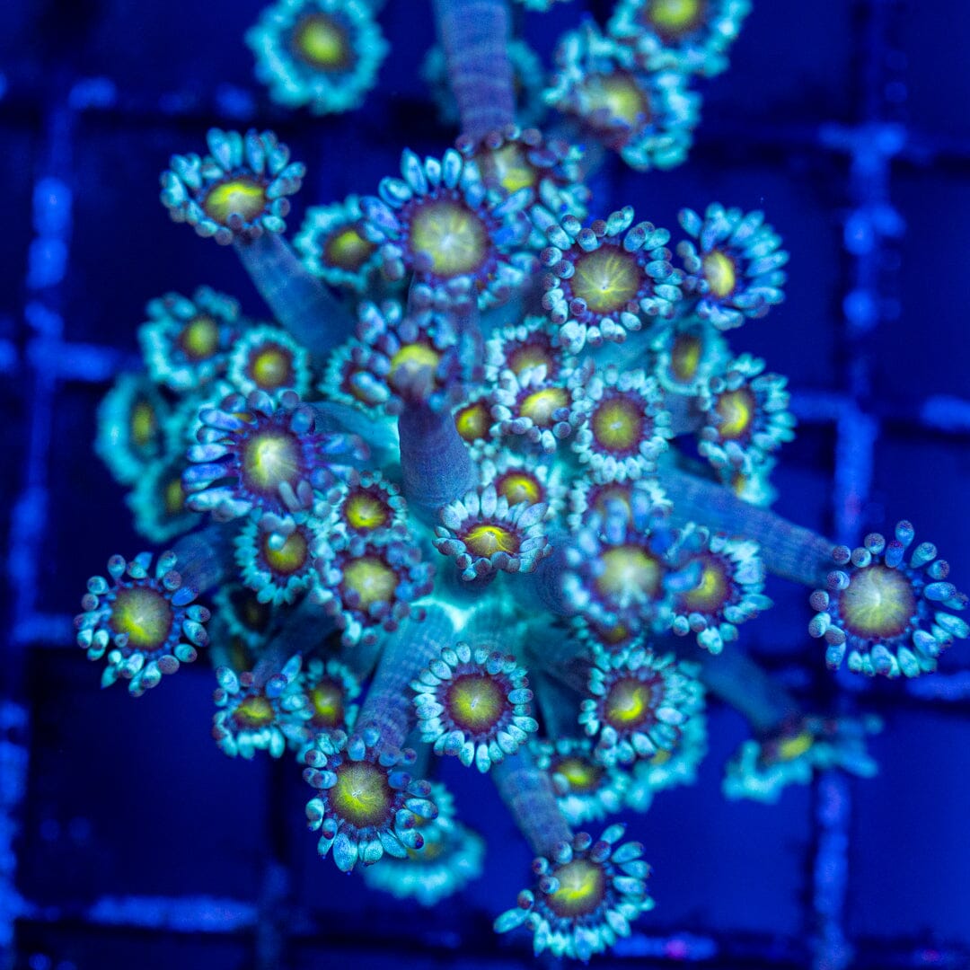 Goniopora Frag 2A - WYSIWYG Reef Lounge Coral 