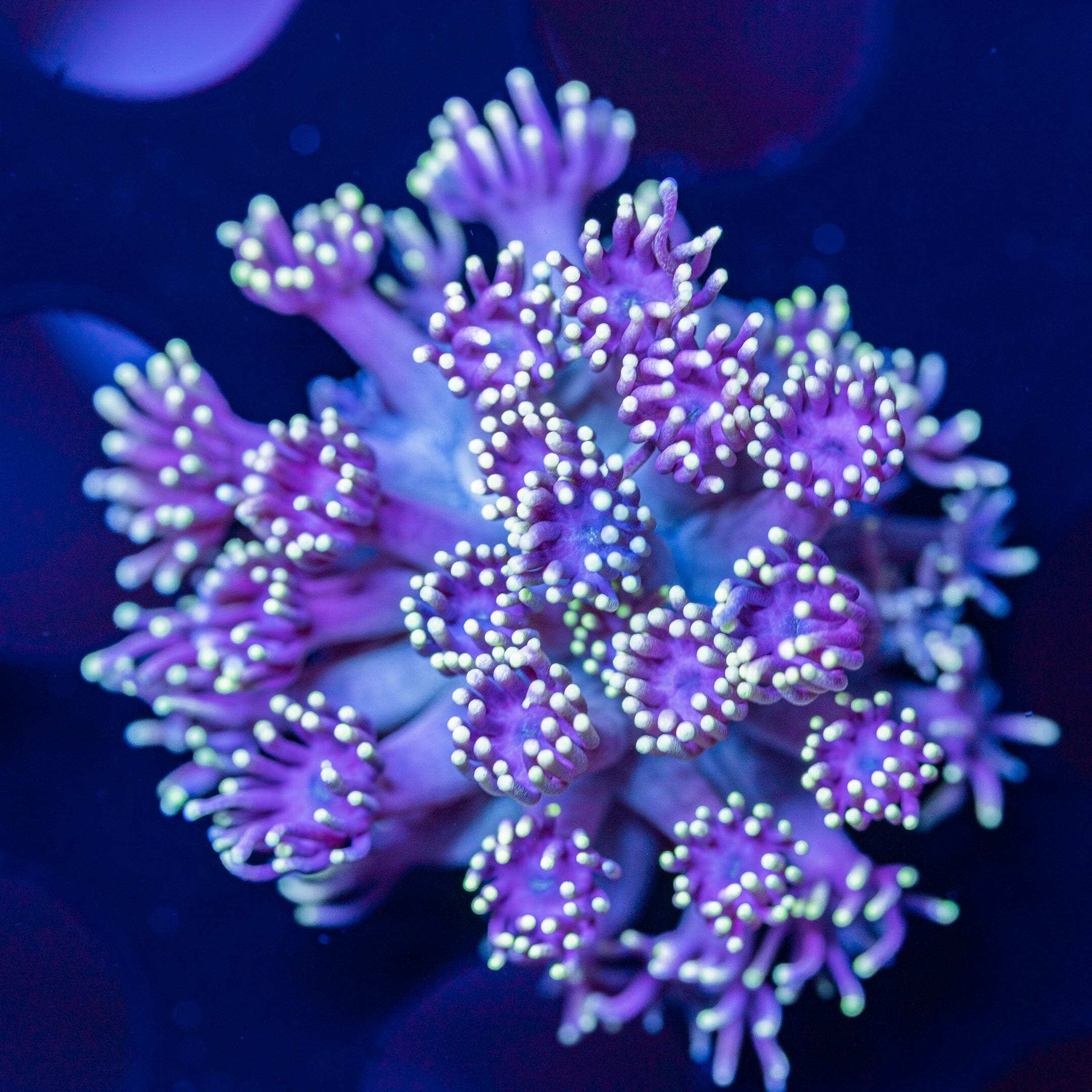 Goniopora Frag 2A - WYSIWYG Reef Lounge Norco 