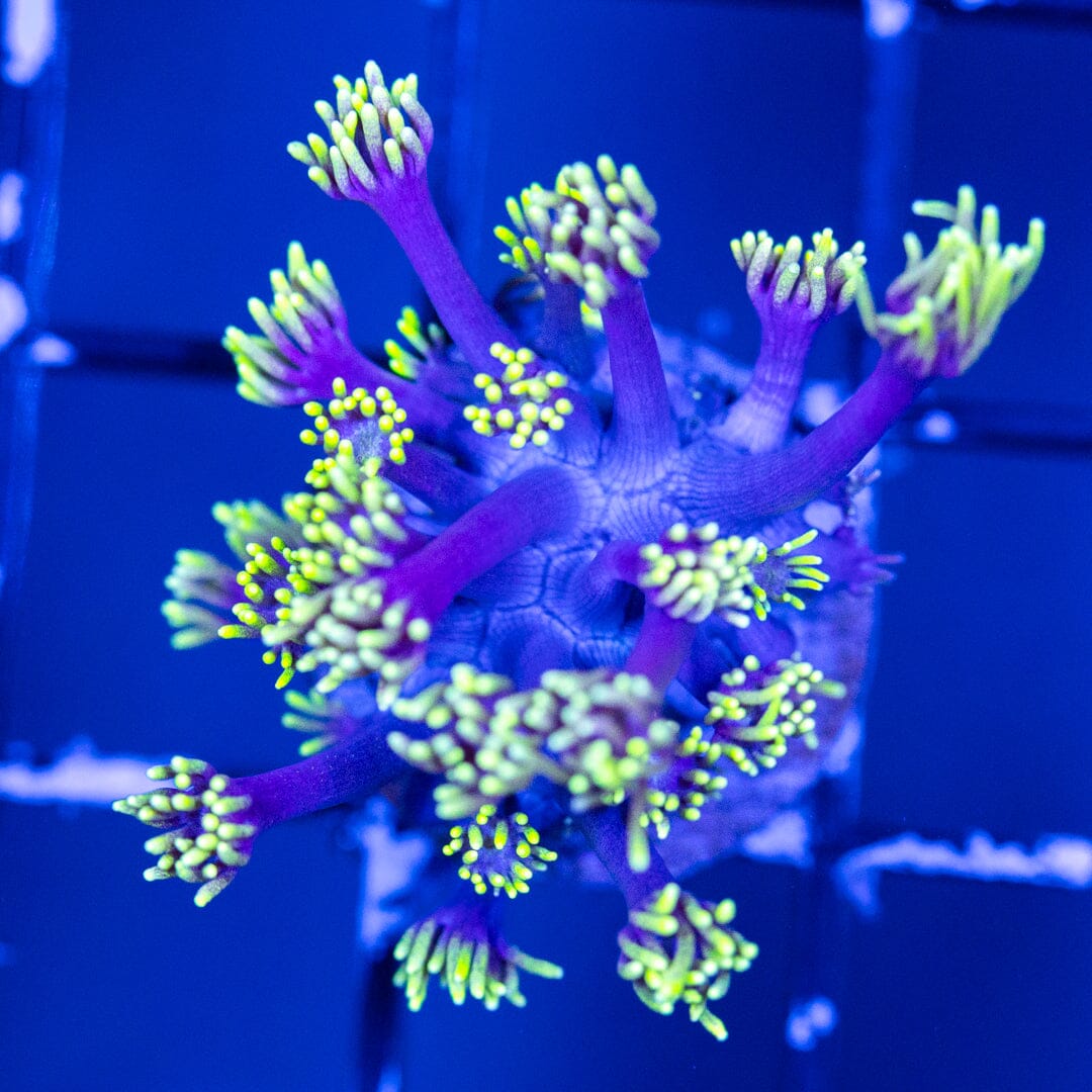 Goniopora Frag 2B - WYSIWYG Reef Lounge Coral 