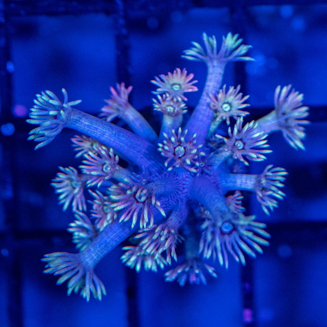 Goniopora Frag 3A - WYSIWYG Reef Lounge Coral 