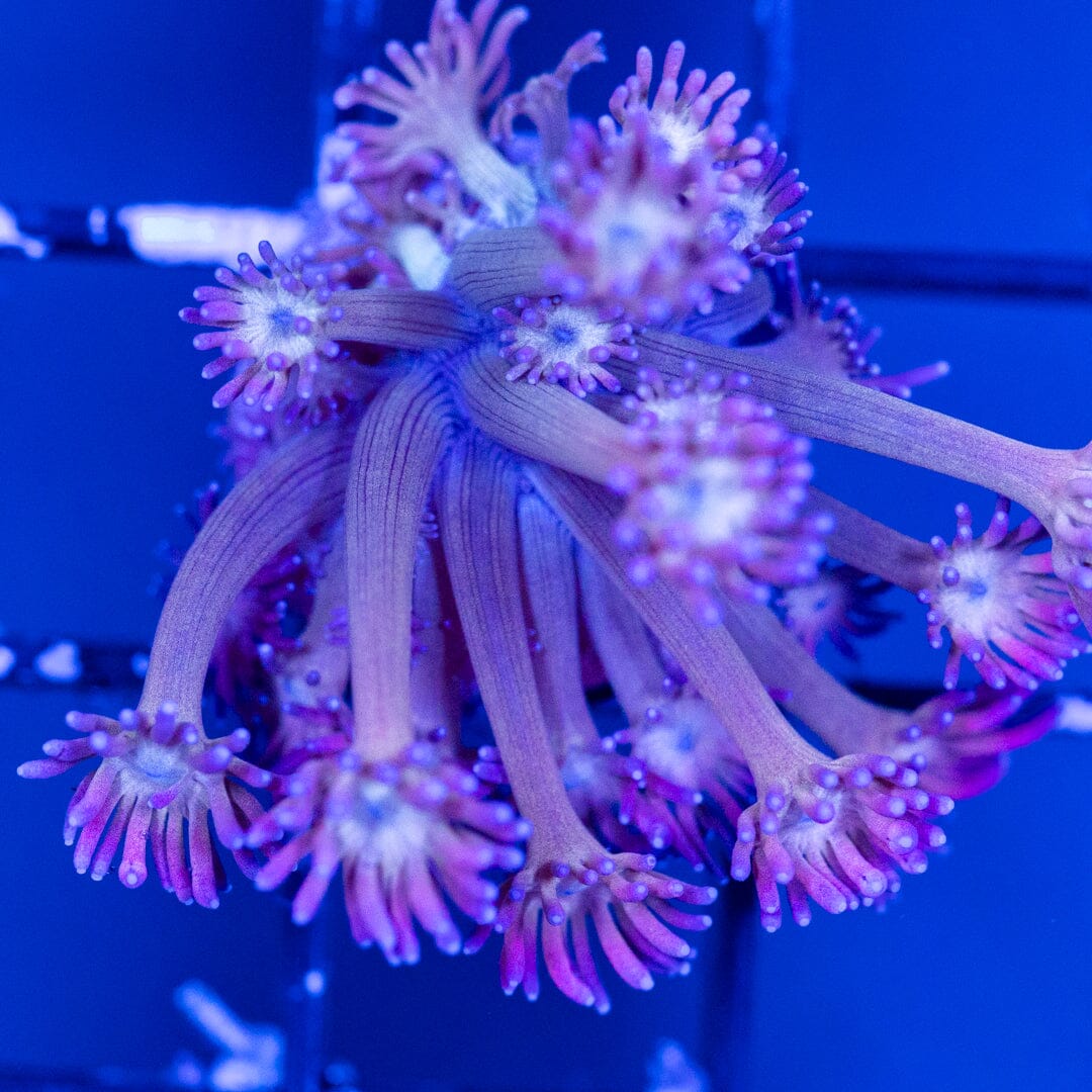 Goniopora Frag 3B - WYSIWYG Reef Lounge Coral 