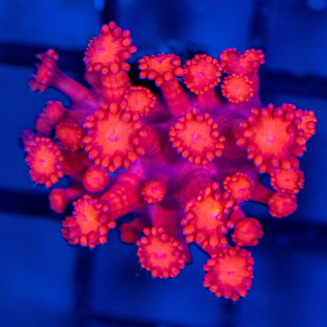 Goniopora Frag 4A - WYSIWYG Reef Lounge Coral 