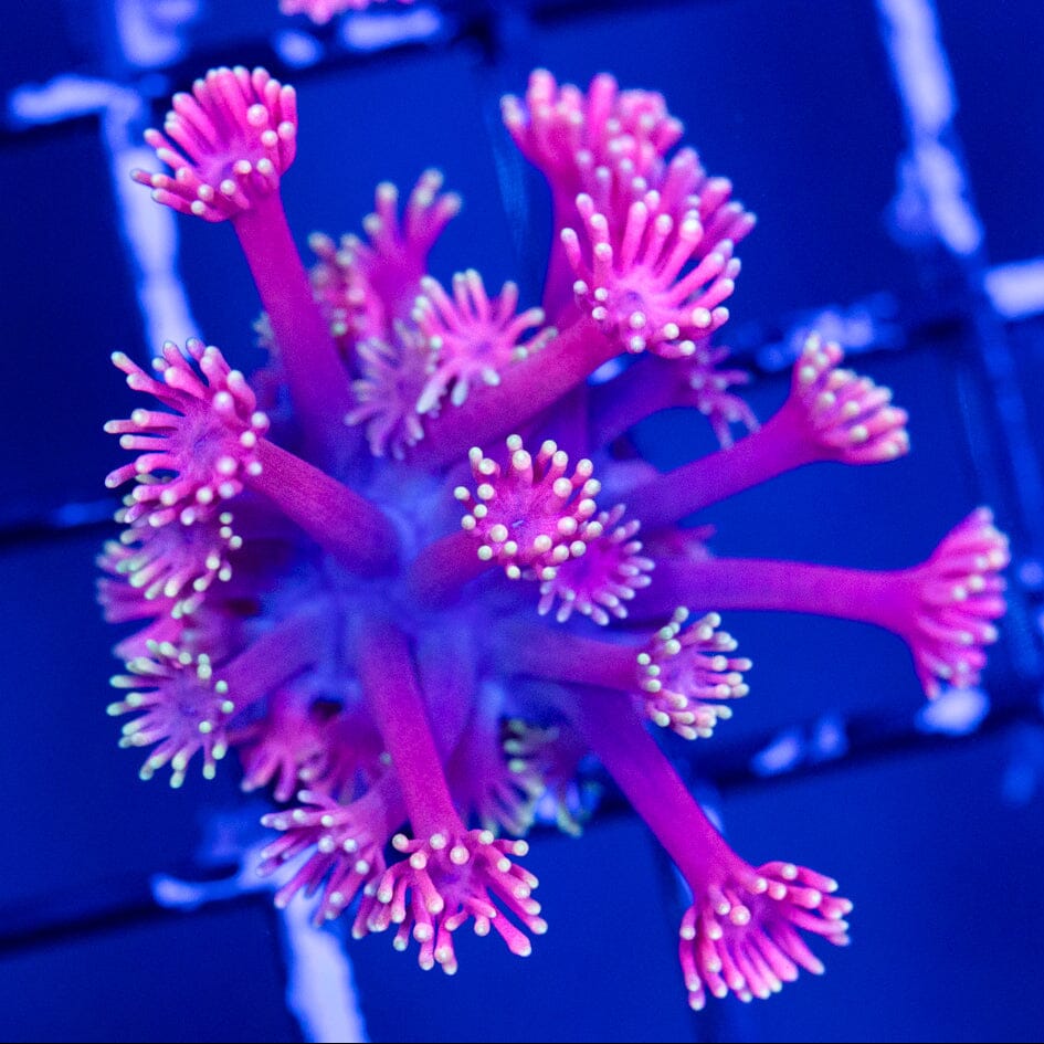 Goniopora Frag 4B - WYSIWYG Reef Lounge Coral 