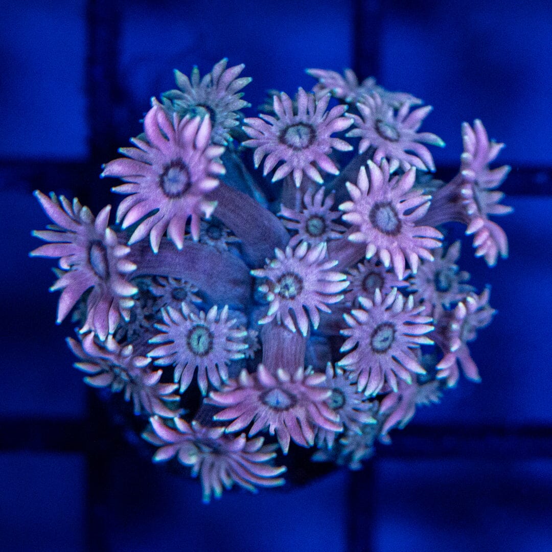 Goniopora Frag 5A - WYSIWYG Reef Lounge Coral 
