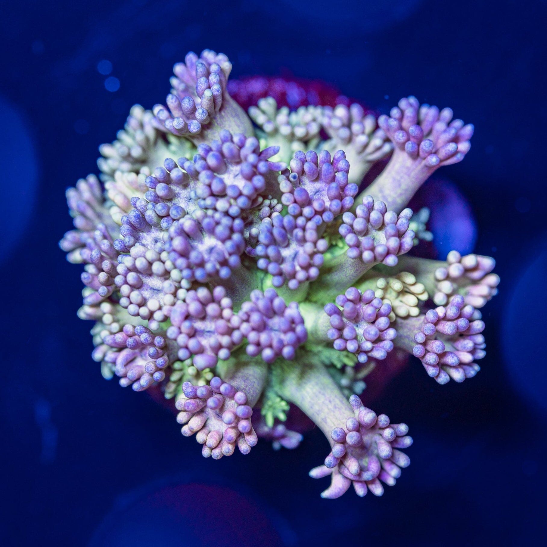 Goniopora Frag 5A - WYSIWYG Reef Lounge Norco 
