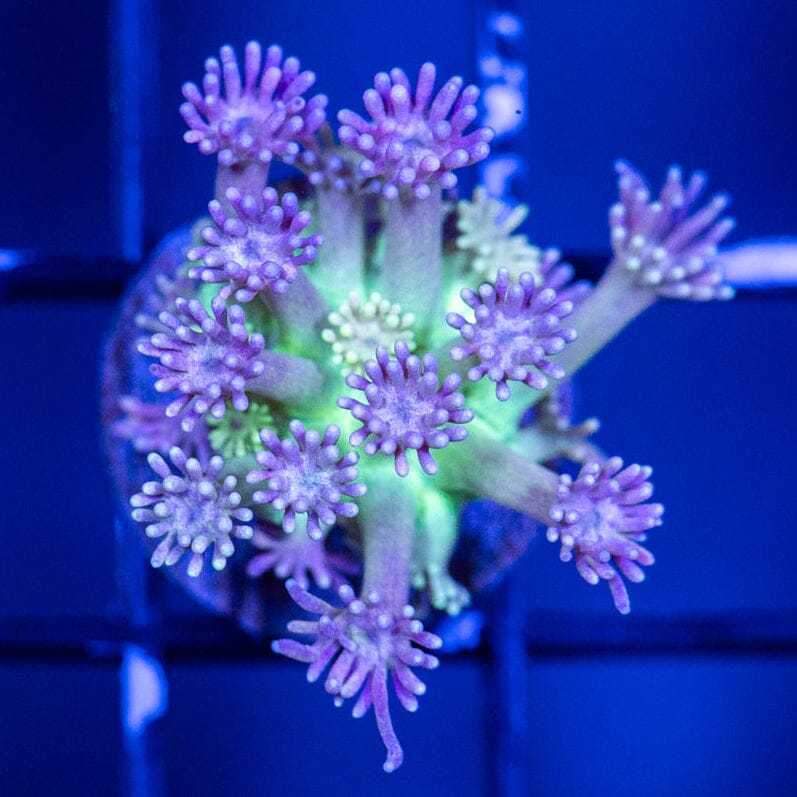 Goniopora Frag 5B - WYSIWYG Reef Lounge Coral 