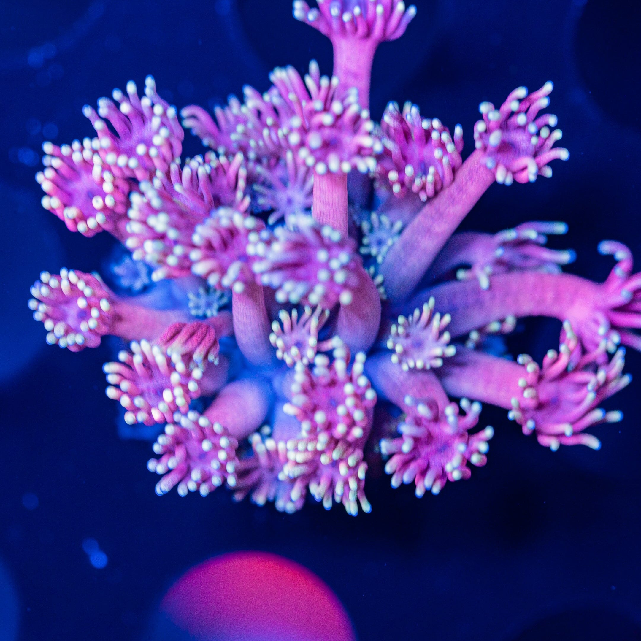 Goniopora Frag 6A - WYSIWYG Reef Lounge Norco 