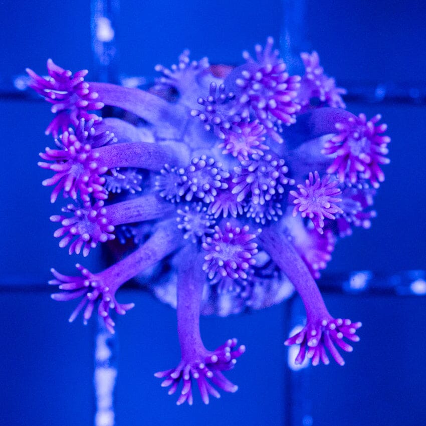 Goniopora Frag 6B - WYSIWYG Reef Lounge Coral 