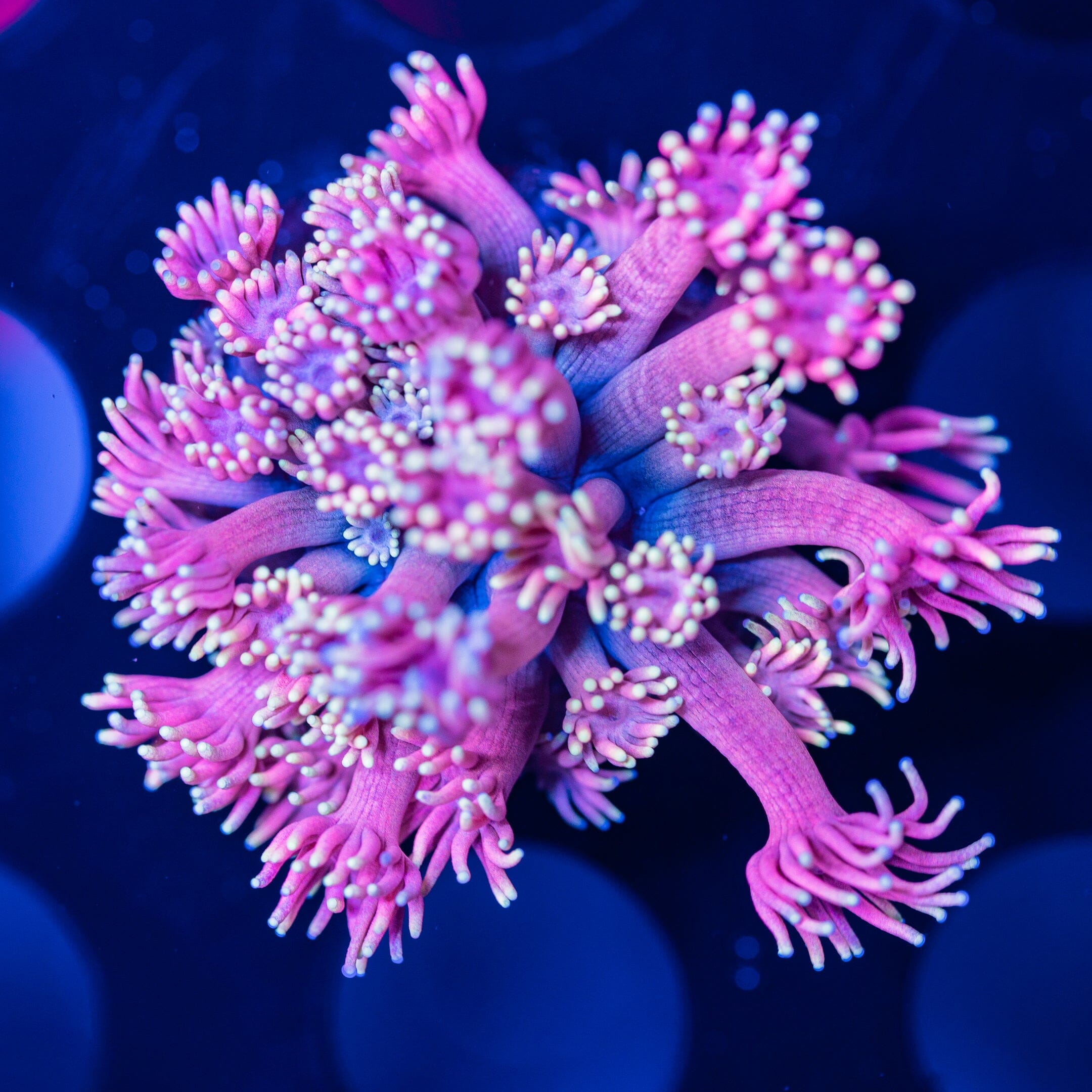 Goniopora Frag 7A - WYSIWYG Reef Lounge Norco 