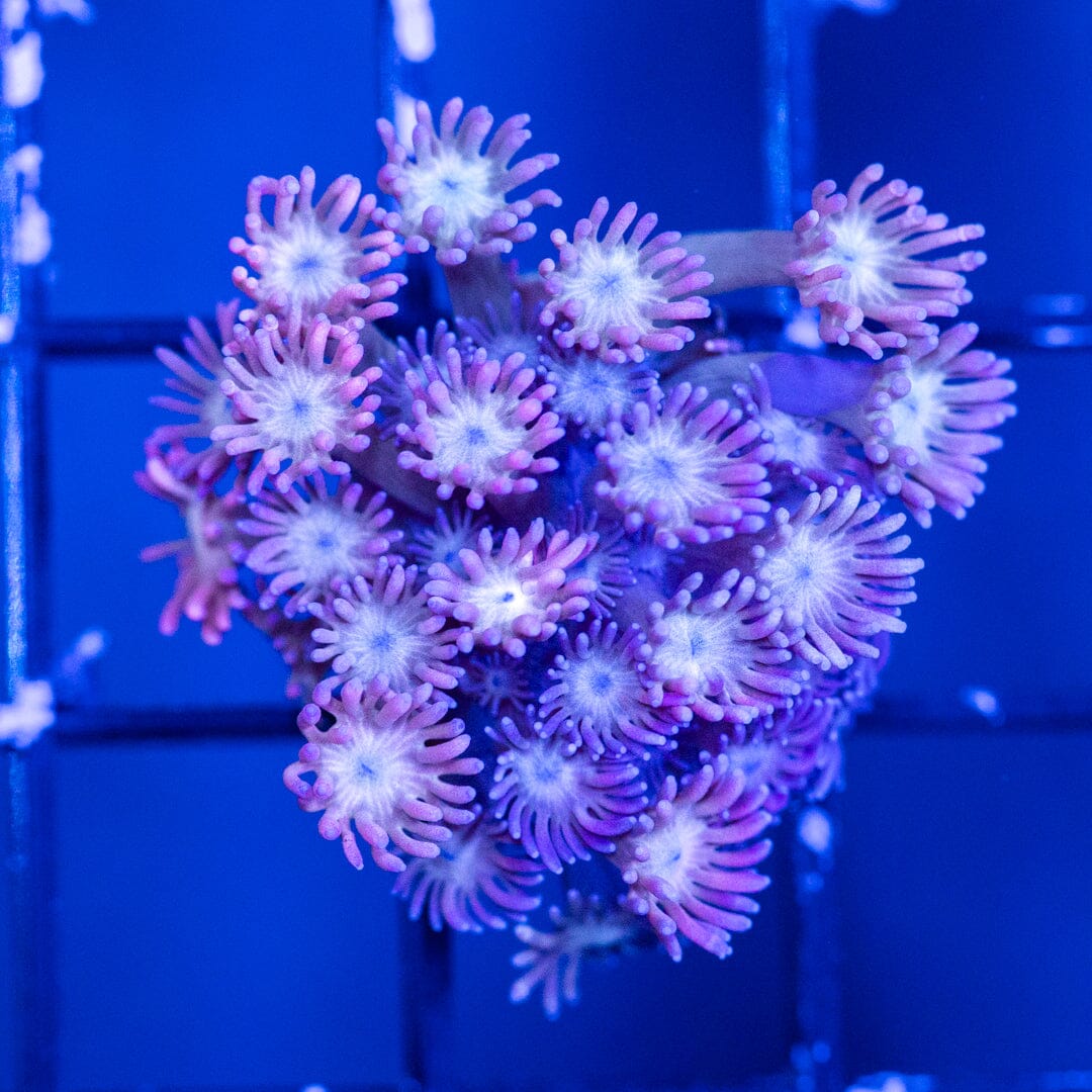 Goniopora Frag 7B - WYSIWYG Reef Lounge Coral 