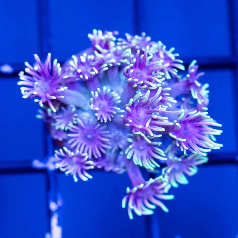 Goniopora Frag 8B - WYSIWYG Reef Lounge Coral 