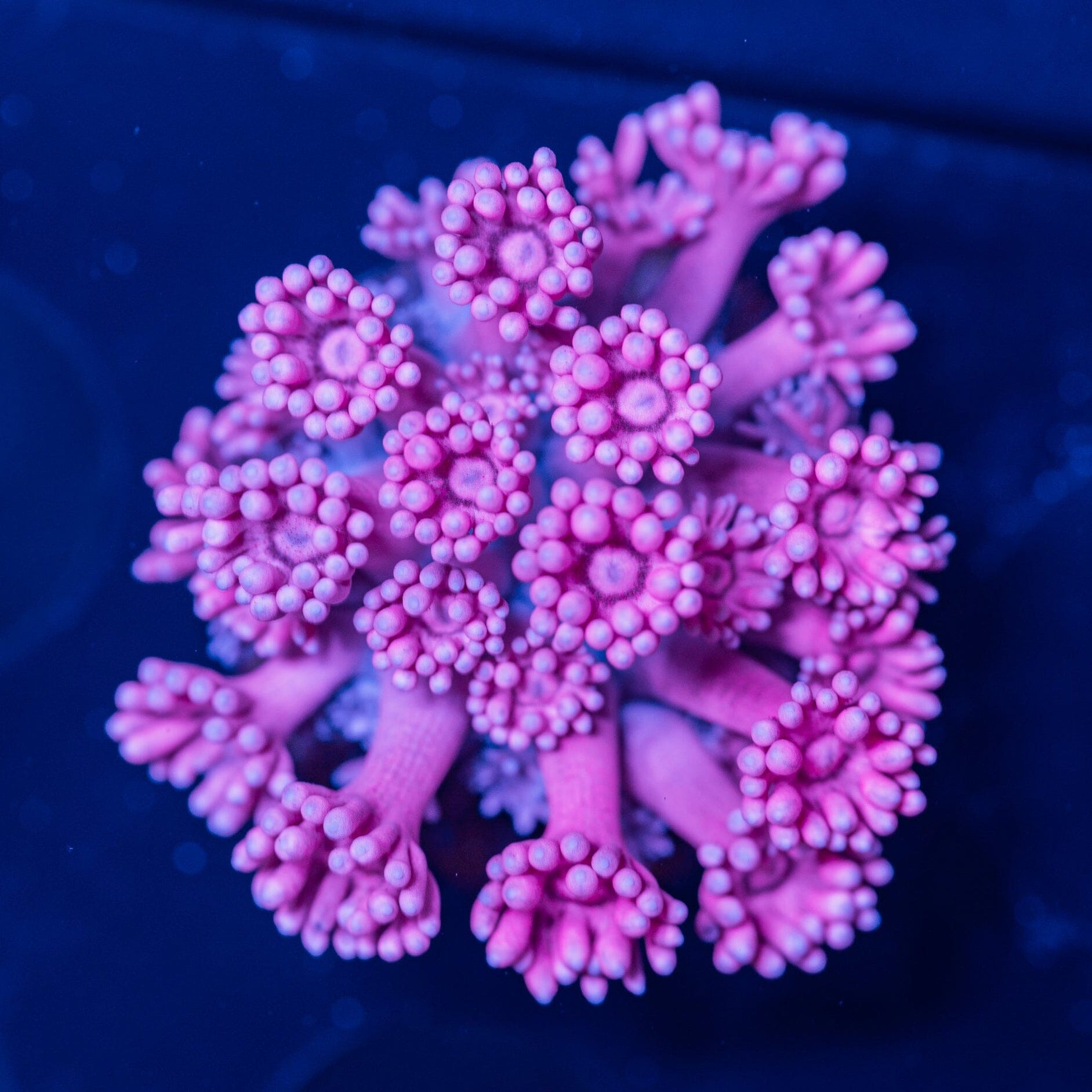 Goniopora Frag 9A - WYSIWYG Reef Lounge Norco 