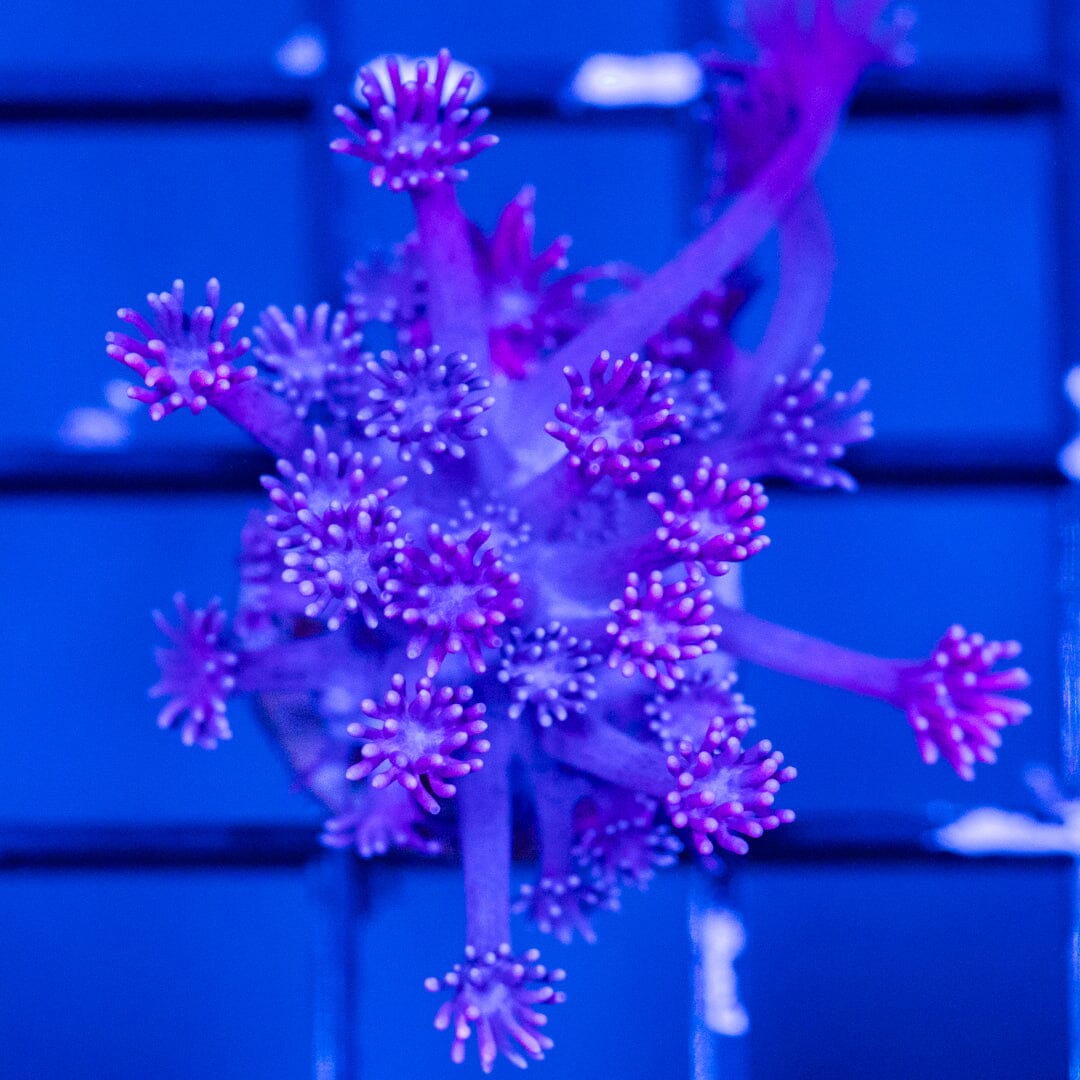 Goniopora Frag 9B - WYSIWYG Reef Lounge Coral 