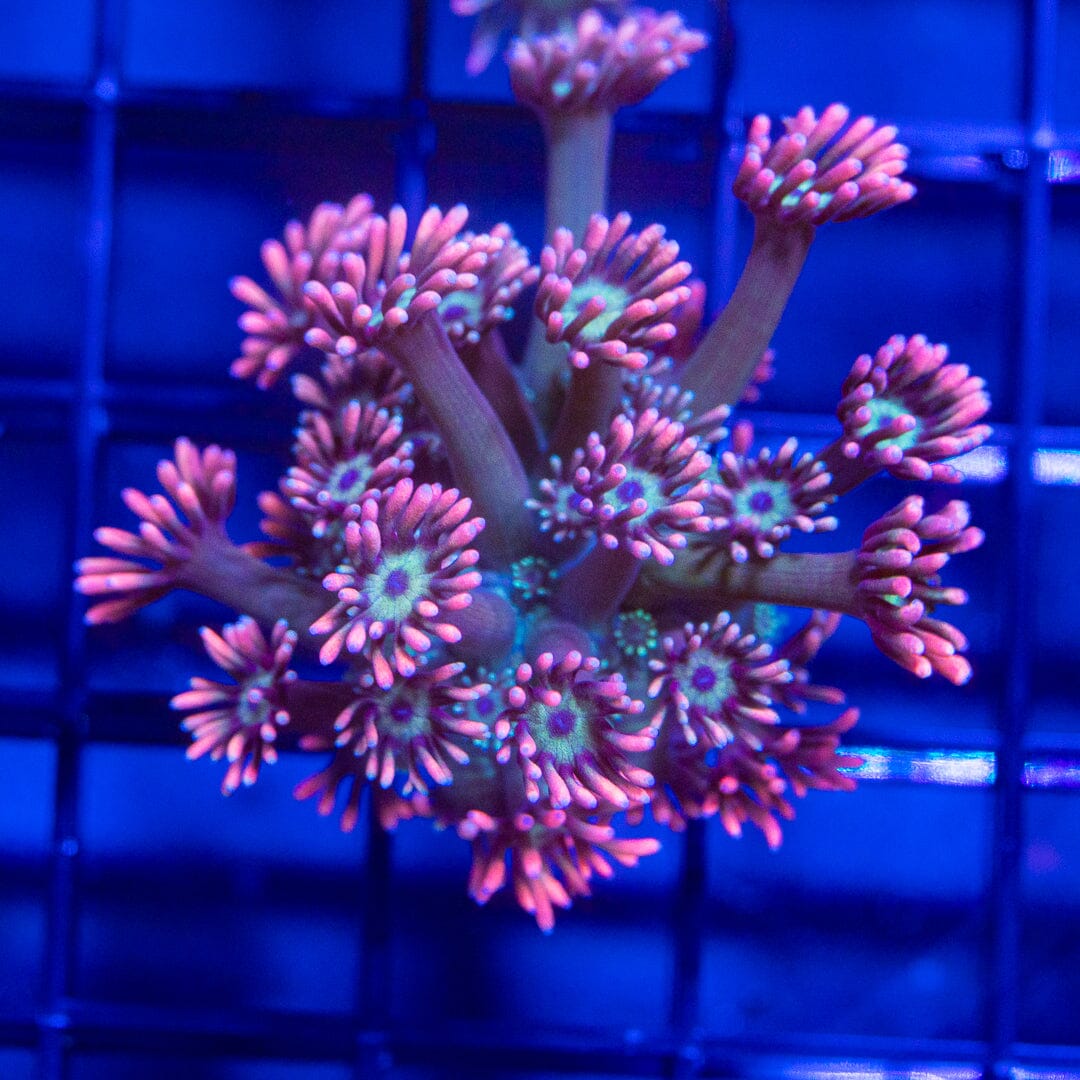 Goniopora - WYSIWYG Frag Reef Lounge Norco 