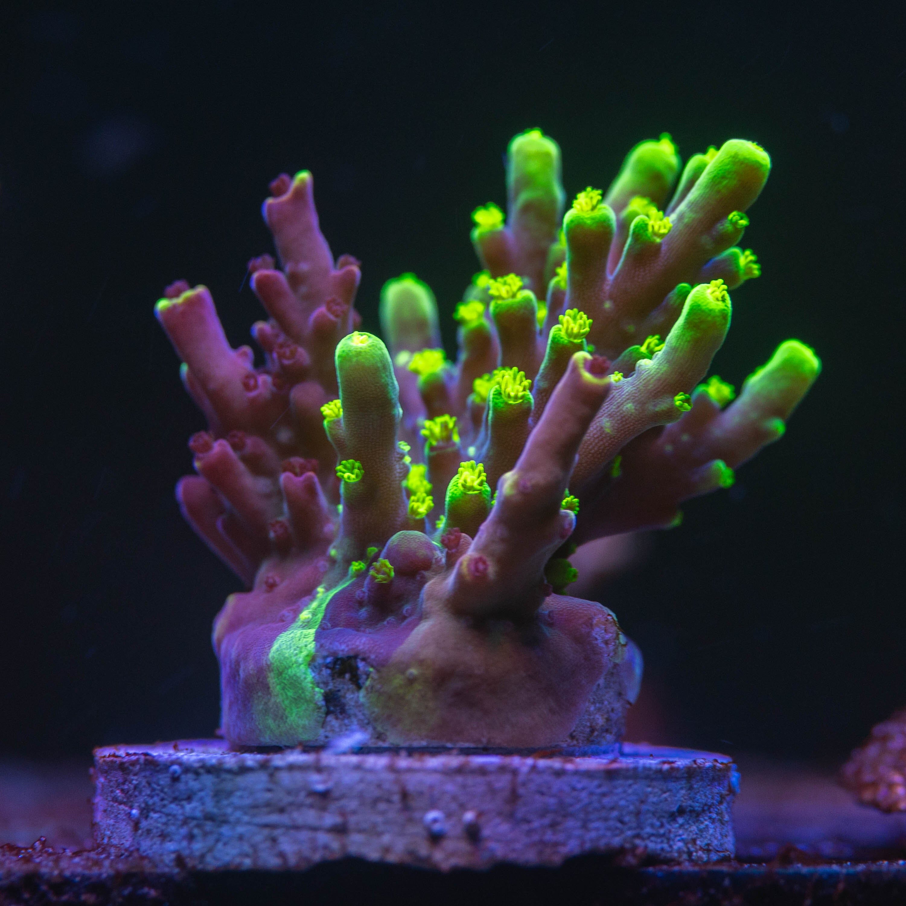 Grafted JF Fox Flame Acropora Reef Lounge Norco 