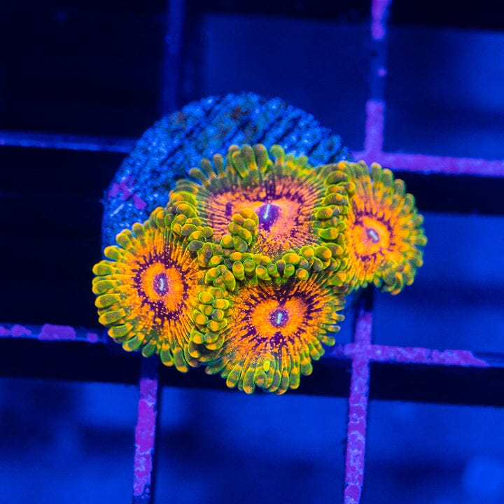 Grand Master Krakatoa (GMK) - Zoanthids Soft Coral Reef Lounge USA 