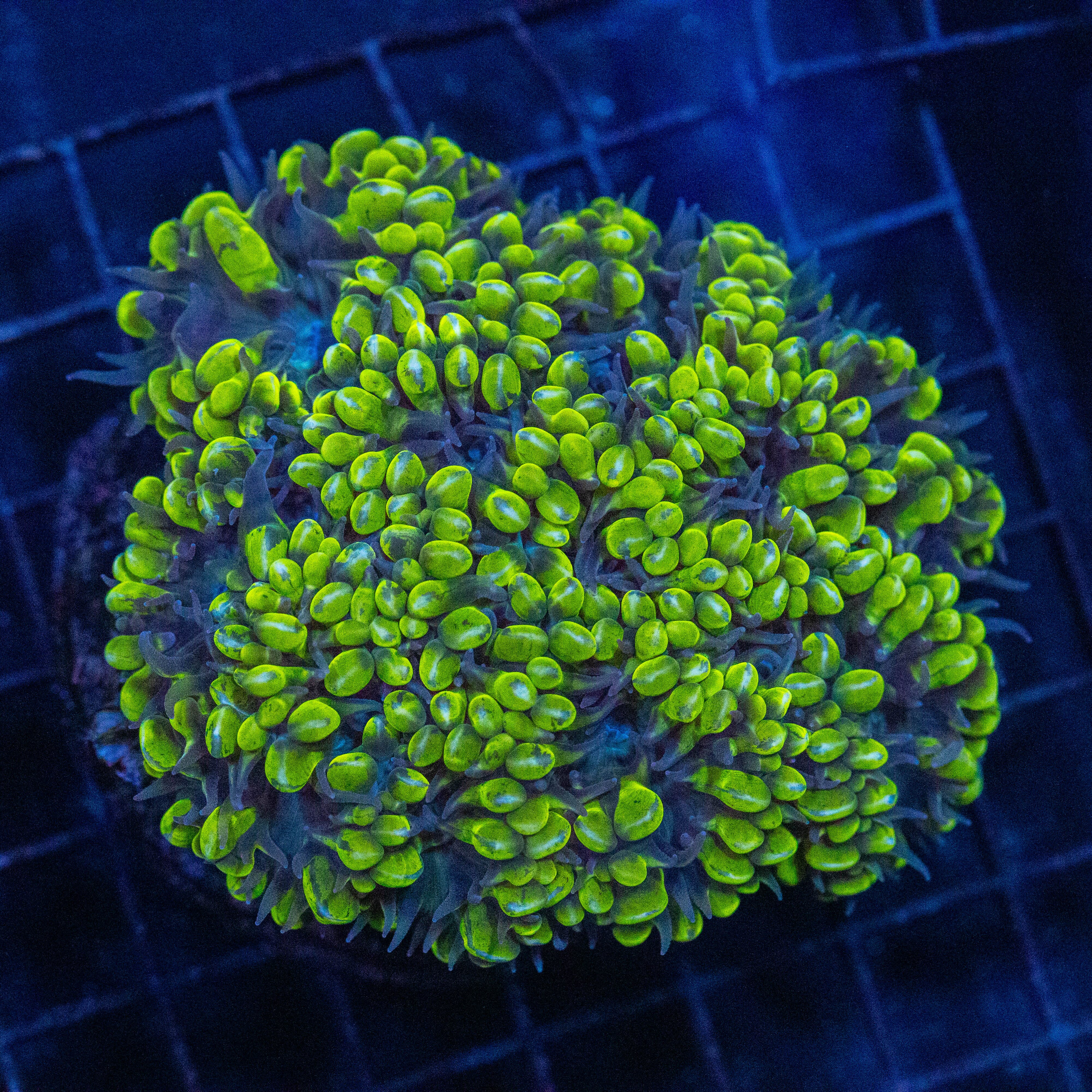 Grape Bubble Coral 1B - WYSIWYG Reef Lounge Norco 