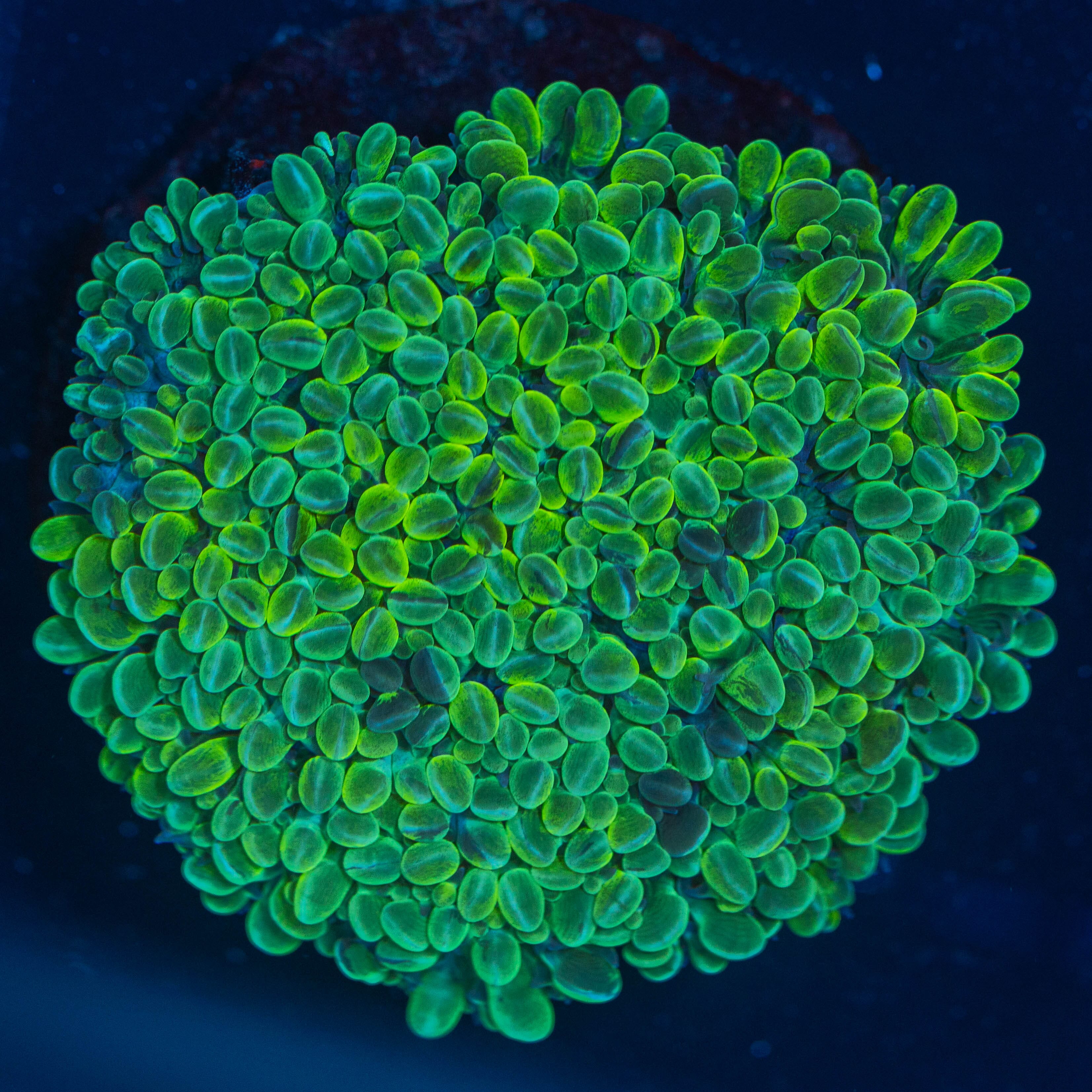 Grape Bubble Coral 1C - WYSIWYG Reef Lounge Norco 