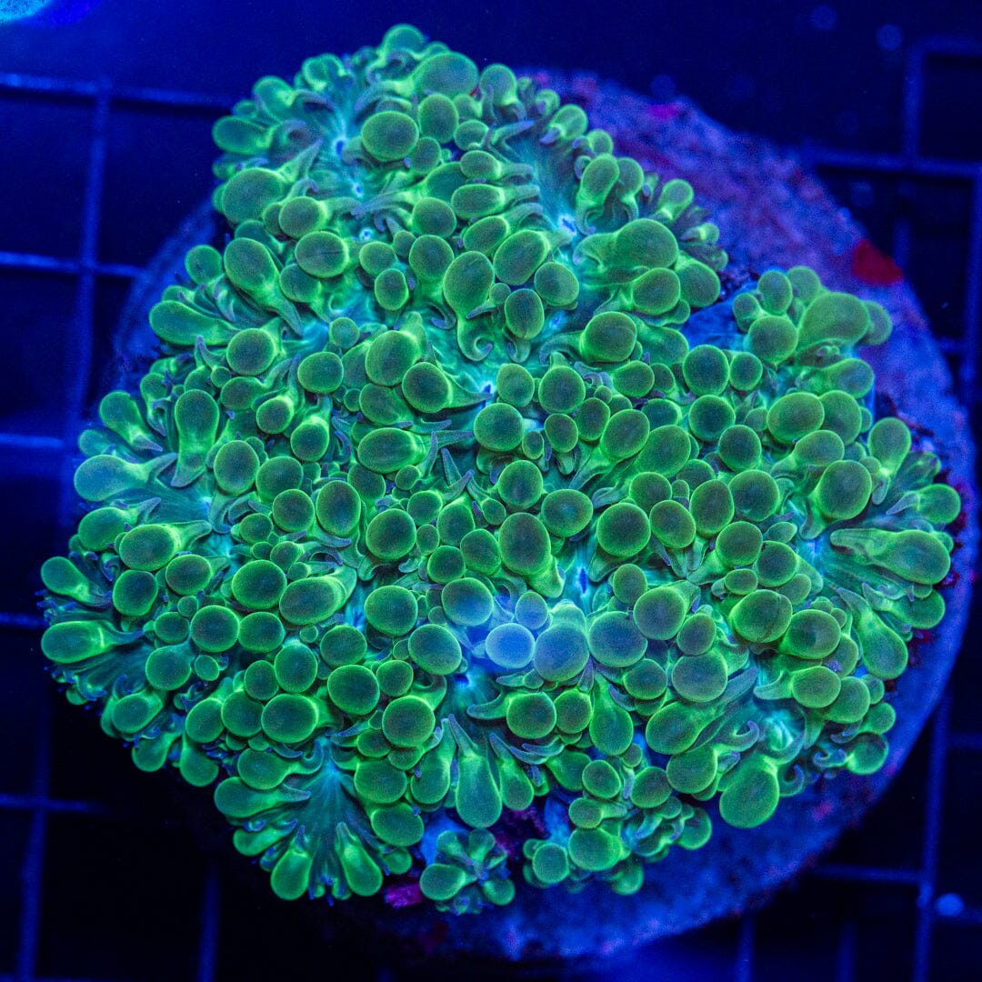 Grape Bubble Coral 2A - WYSIWYG Reef Lounge Norco 