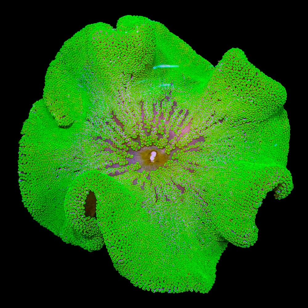 Green Carpet Anemone Fish Reef Lounge USA 