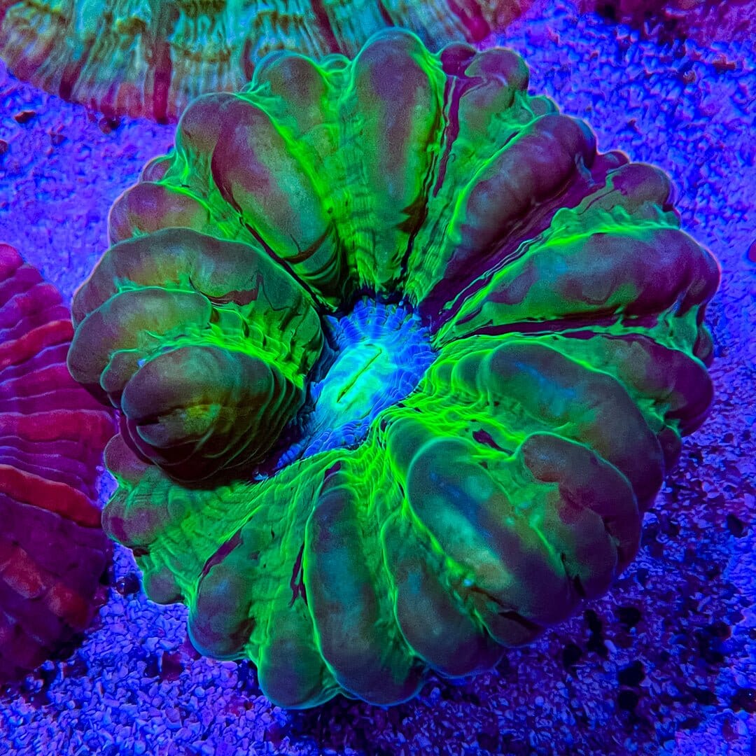 Green Cynarina w/ Blue Mouth (WYSIYWG) Reef Lounge Coral 