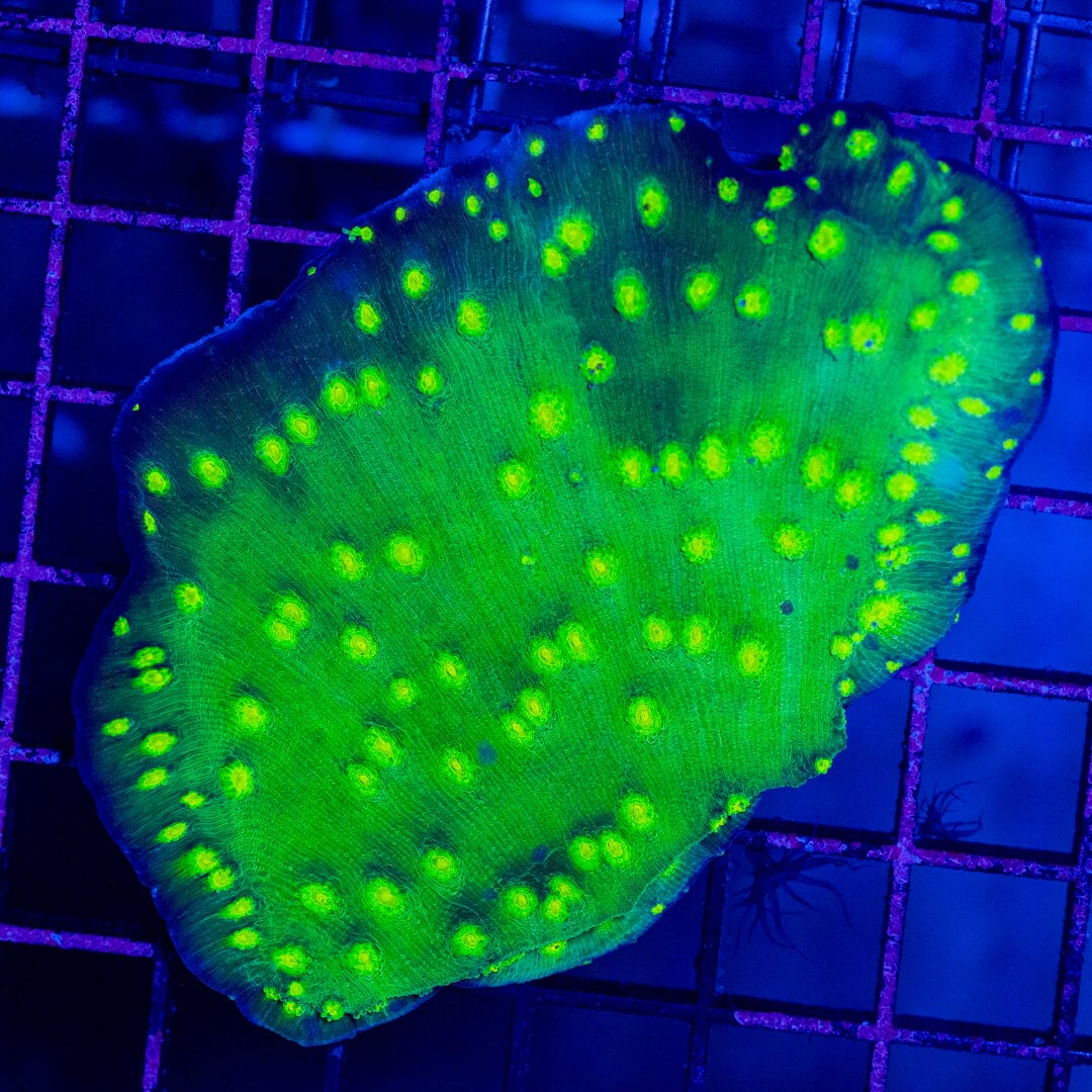 Green Machine Chalice Colony - WYSIWYG Octospawn Reef Lounge USA 