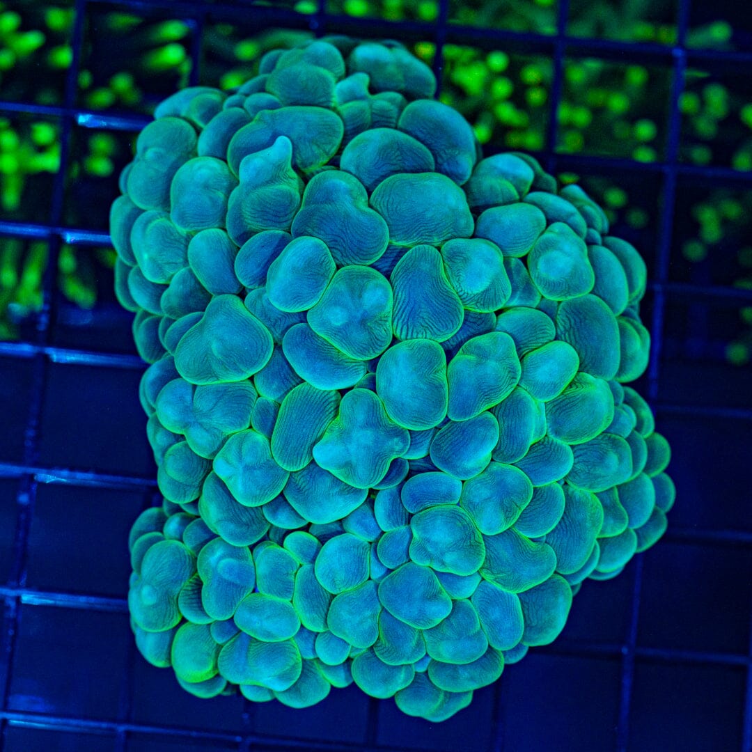 Green Pearl Bubble Coral (WYSIWYG) Reef Lounge Coral 