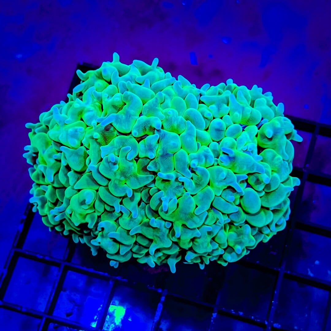 Green Pearl Bubble Coral (WYSIWYG) Reef Lounge Coral 