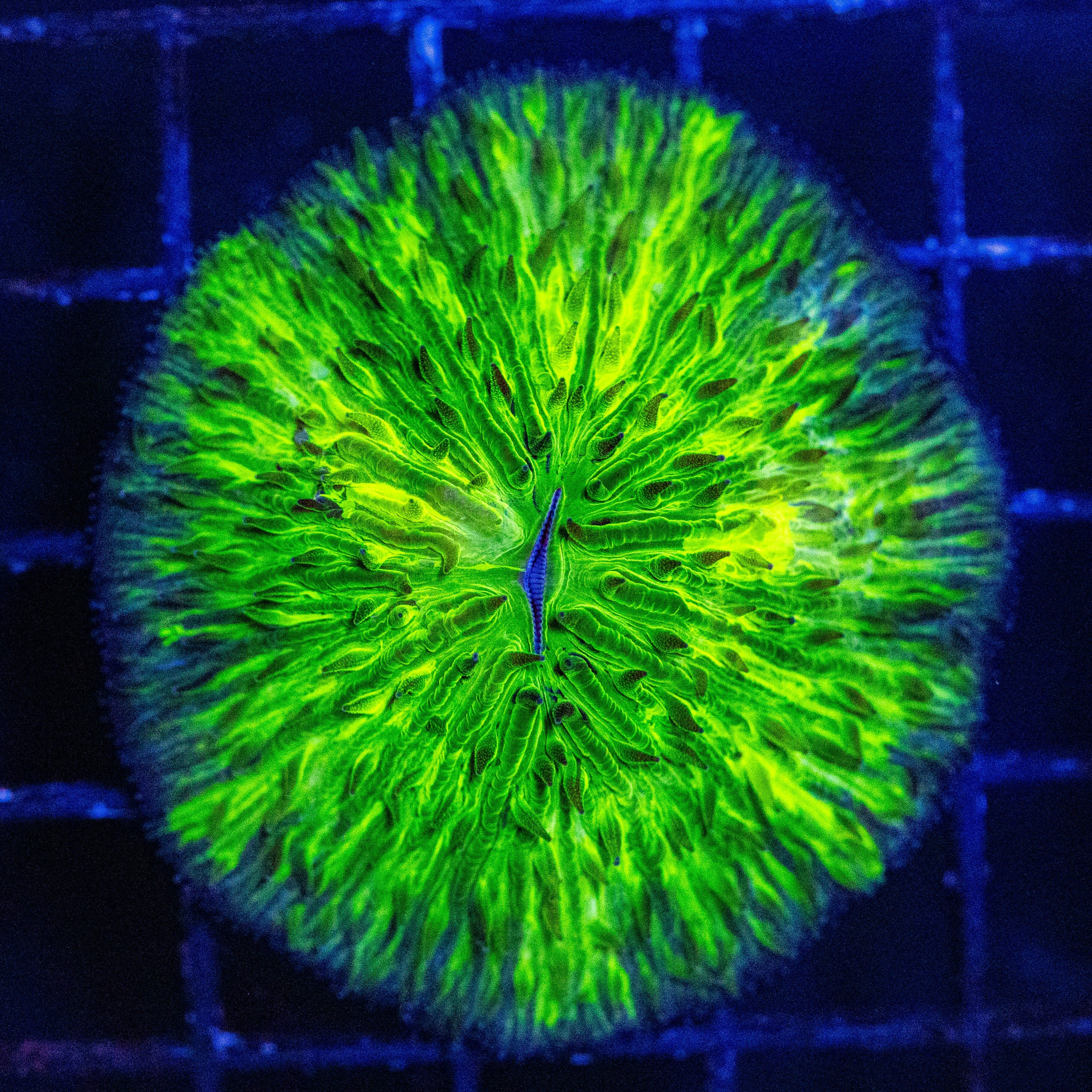 Green Splatter Plate Coral - WYSIWYG Reef Lounge Norco 